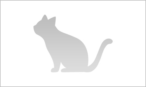 ねこ