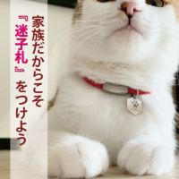 猫の首輪 首輪を嫌がる猫　最適 CT-goods04